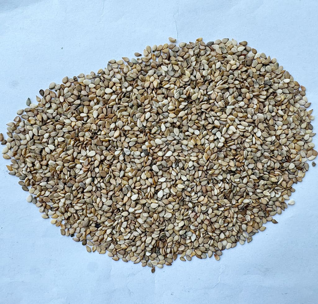 杂色混芝麻一级(二道口)