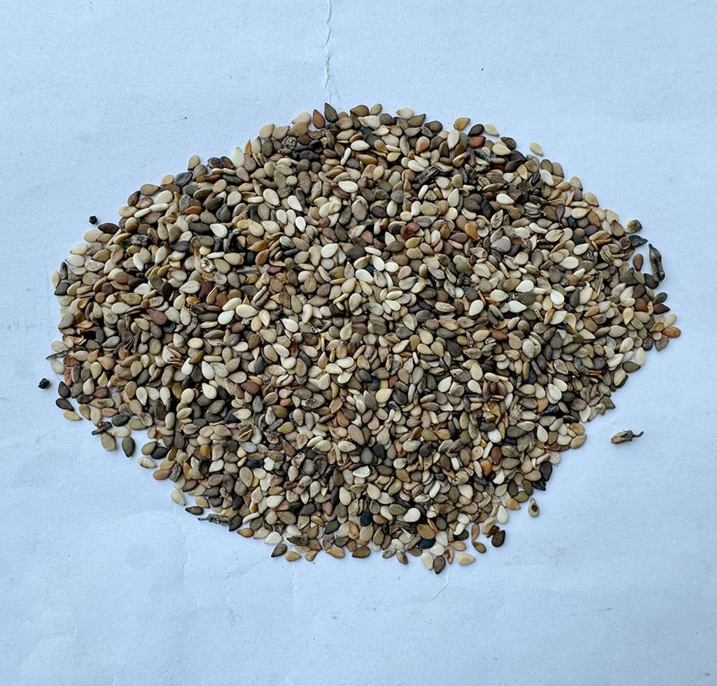 杂色混芝麻二级(一道口)